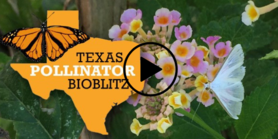 Pollinator Bioblitz, with link to video