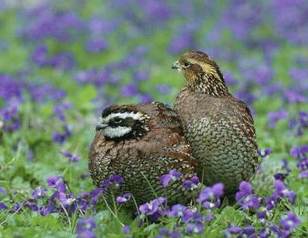 pair of northern bobwhite quail in violet patch