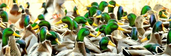 mallards bunched together
