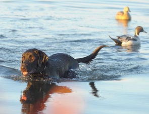 black lab swimming with duck decoys