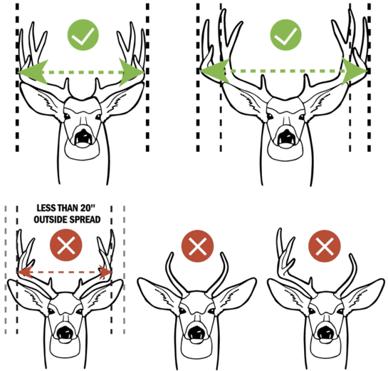 Mule Deer Antler Restrictions Illustration