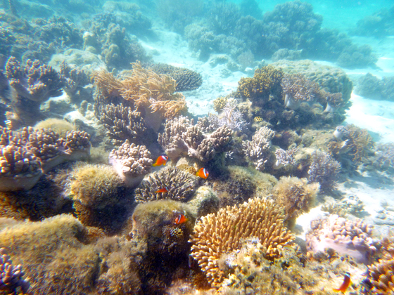 Reef fish