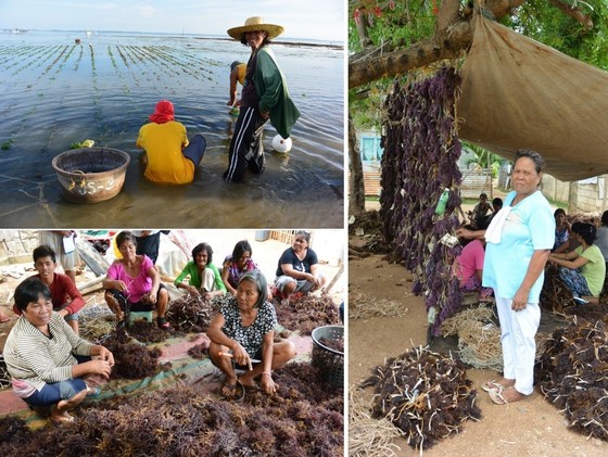Developing a coastal management tool to support seaweed aquaculture in the Philippines