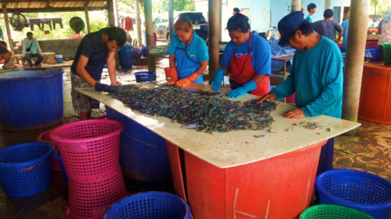 Working with Thailand towards a high density, sustainable and insurable shrimp farming future