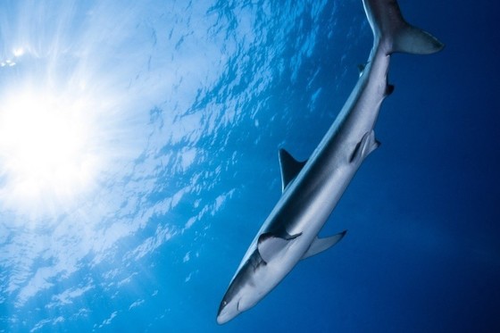 Tackling the illegal trade of sharks and rays in the world’s largest shark fishing nation