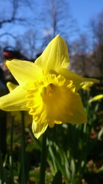 First Daffodil at Coombe Country Park
