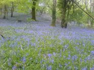 Picture of a bluebell woodland