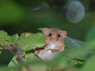 Picture of a hazel dormouse clinging to a branch