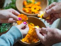 Hands picking petals from medicinal flowers