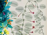 The East India Company School paintings in RAMM