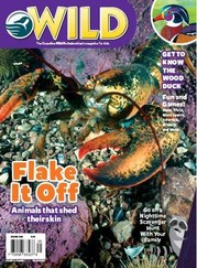 Wild magazine front cover