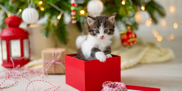 cat in a christmas present box under a tree