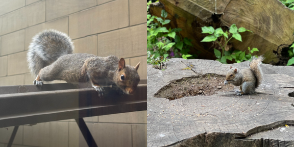 Squirrels!
