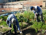 Bedfords Park Walled Garden people working