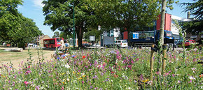Queens Theatre Green flowers