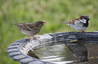 Bird bath