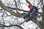 tree surgeon