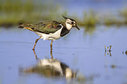 Wading birds