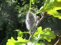 Oak processionary moths on an oak tree