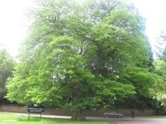 Pilgrim Oak at Newstead Abbey