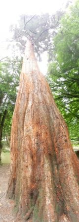 Giant Sequoia