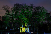 Sparkling Sherwood oak