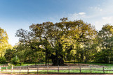 Major Oak