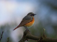 Common Redstart