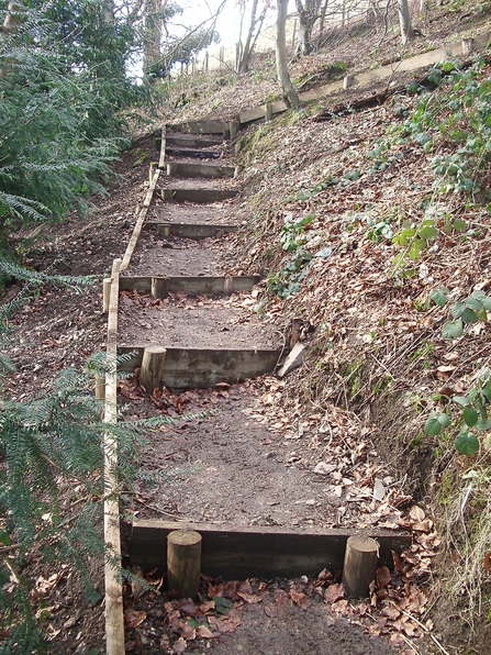 New Steps in Rectory Wood
