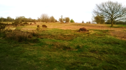 Cleared Area of Racecourse