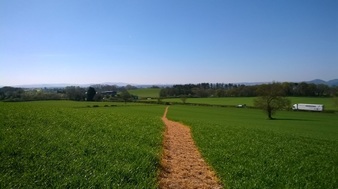 Reinstated Path Through Crop