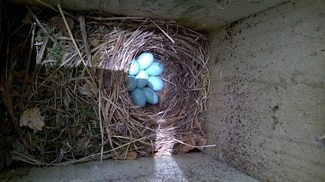 Wild Team Bird Box Survey