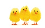 Easter chicks