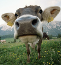Photograph of a cow