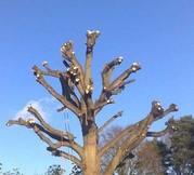 Crown reduction work in progress