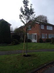 H&T Tree Planting 2