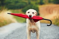 Dog and Umbrella
