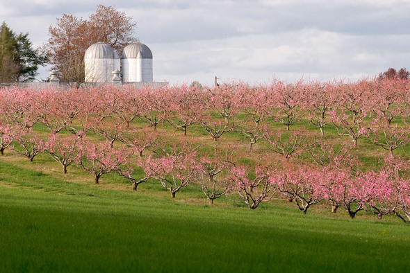 farmland