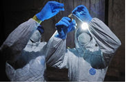 Ebola Bombali Virus Discovery