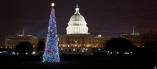 Capitol Christmas Tree