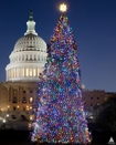 Capitol Tree 2012