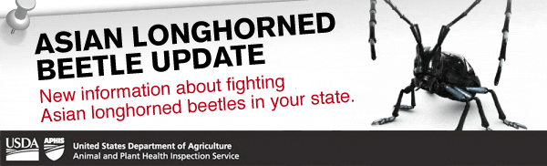 Asian Longhorned Beetle