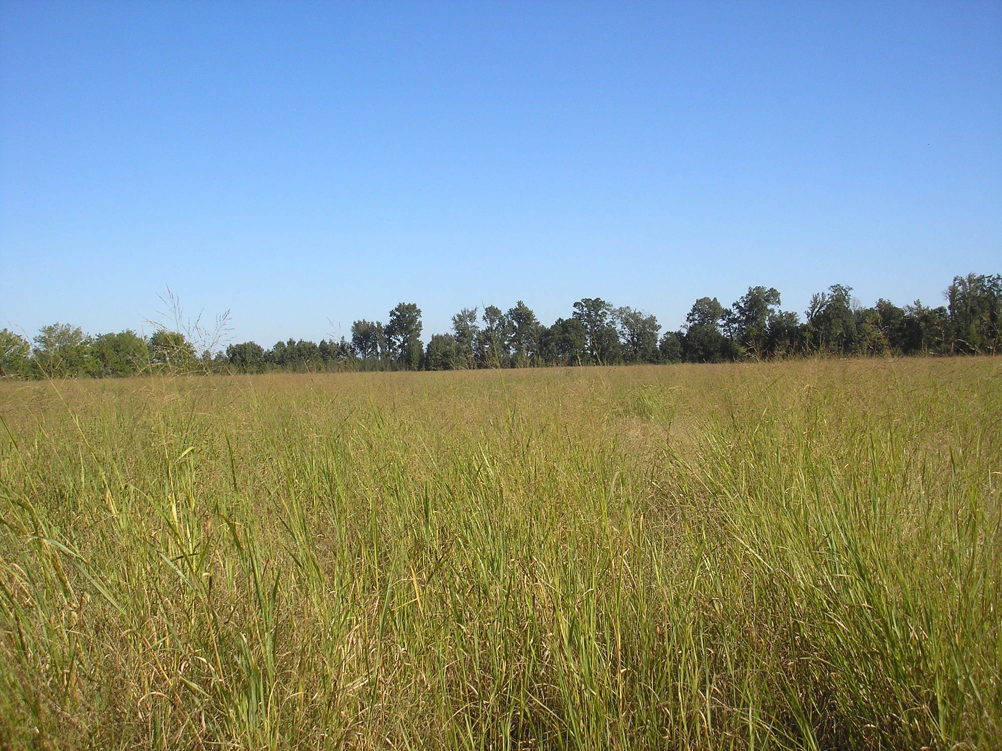 switchgrass field
