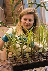 ARS molecular biologist Doreen Ware examines corn plants