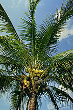 Coconuts on a tree