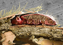 An image showing a cross section of a varroa mite feeding on a honey bee's abdominal cavity