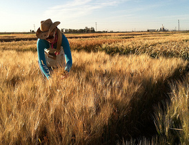 Woman in wheat field