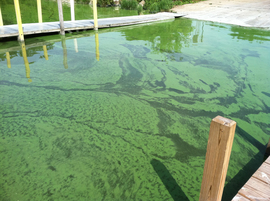 Lake Eerie algae bloom