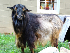 USDA goat-blog-041317