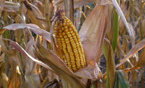 Iowa Corn project image